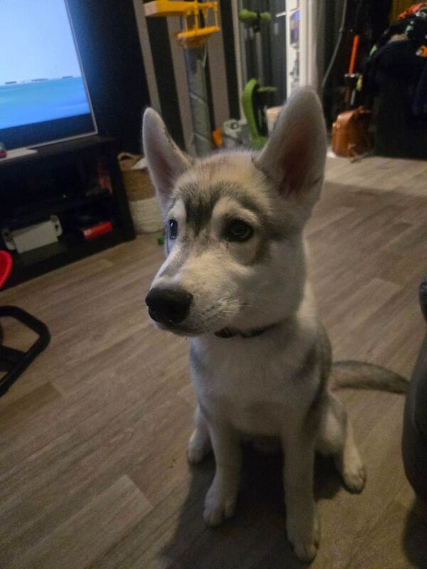 Male husky - Image 2 of 4