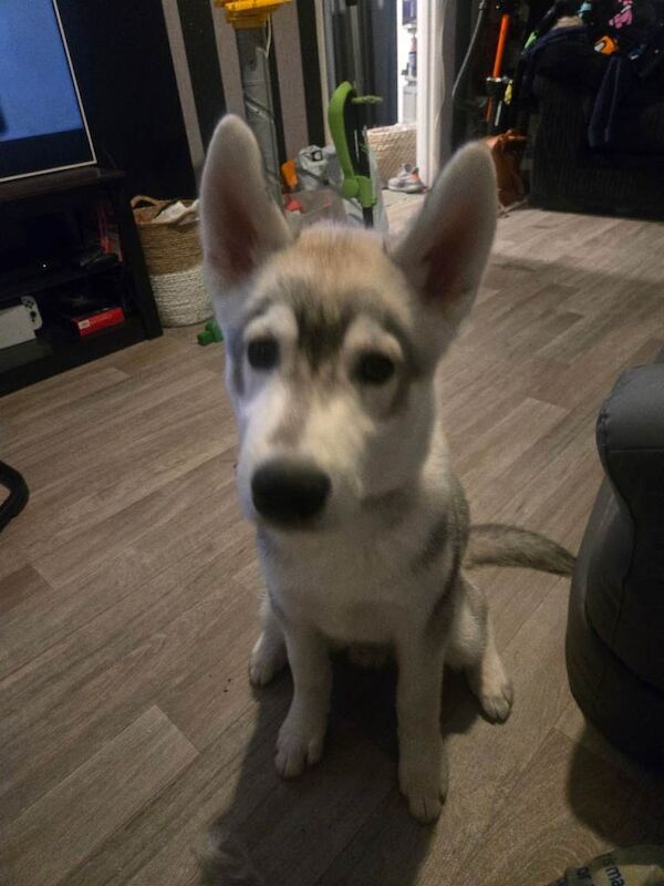 Male husky - Image 3 of 4
