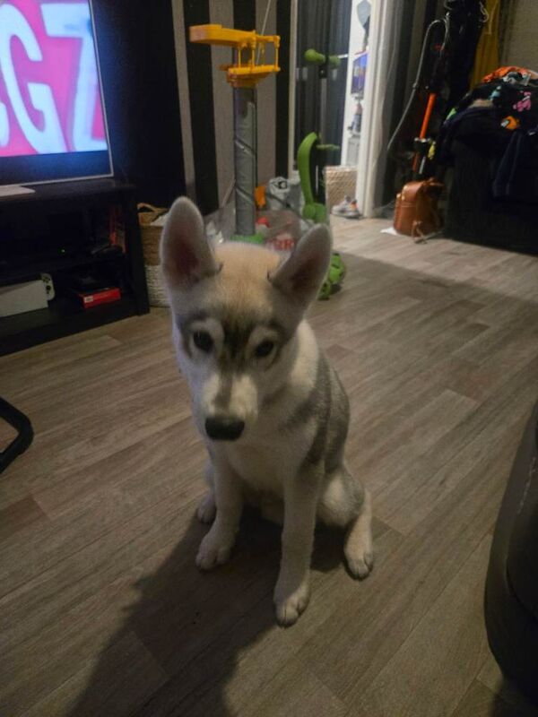 Male husky - Image 4 of 4