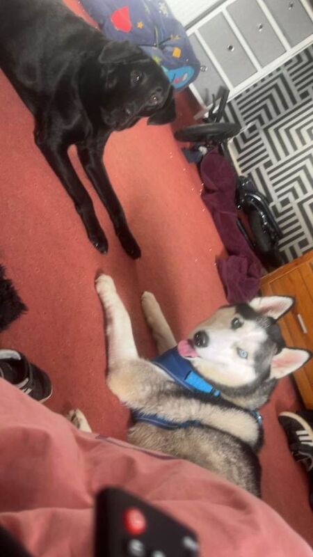 Siberian Husky puppies for sale in Brechin, Angus – 2 years old