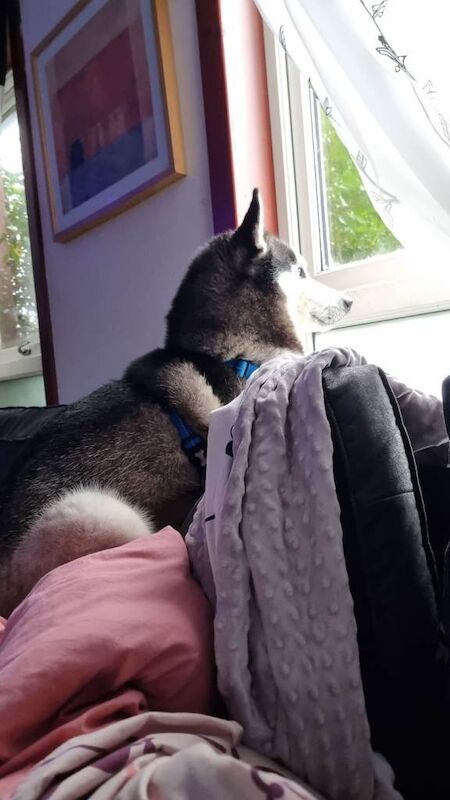 Siberian Husky puppies for sale in Brechin, Angus – 2 years old - Image 2 of 3