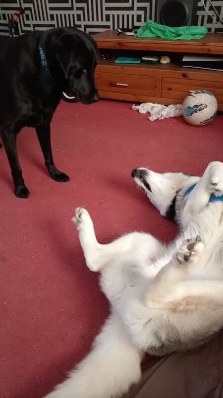 Siberian Husky puppies for sale in Brechin, Angus – 2 years old - Image 3 of 3