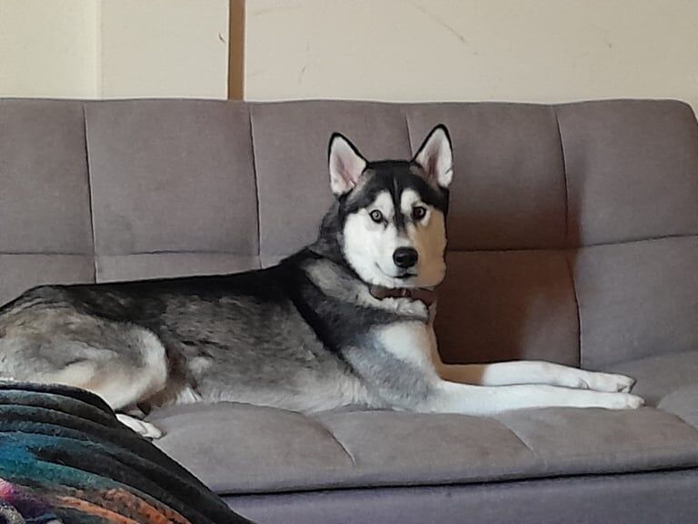Husky Puppies For Sale