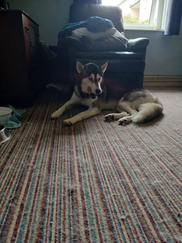 Siberian Husky puppies for sale in Aylsham, Norfolk – 1 year old - Image 2 of 3