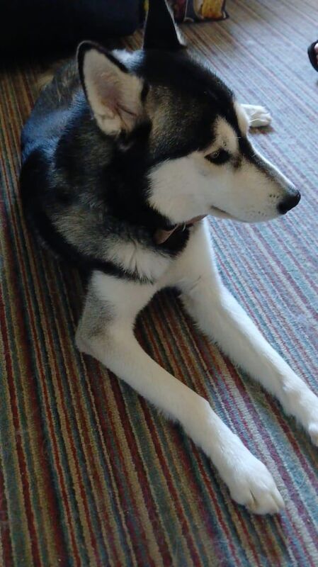 Siberian Husky puppies for sale in Aylsham, Norfolk – 1 year old - Image 3 of 3