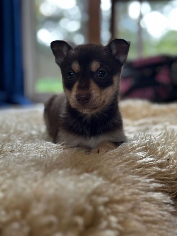 Siberian Husky puppies for sale in Bedford, Bedfordshire – 10 weeks old