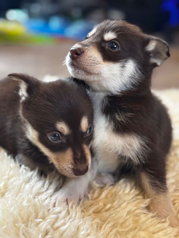 Siberian Husky puppies for sale in Bedford, Bedfordshire – 10 weeks old - Image 2 of 3