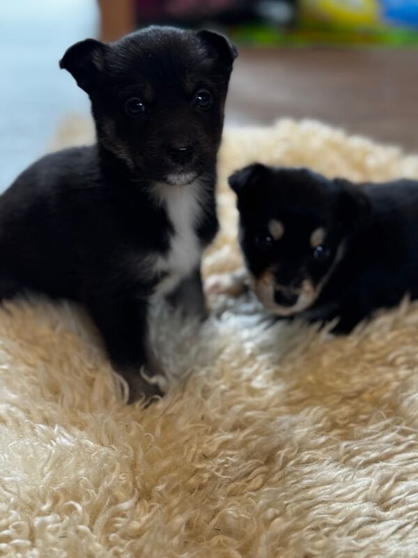 Siberian Husky puppies for sale in Bedford, Bedfordshire – 10 weeks old - Image 3 of 3