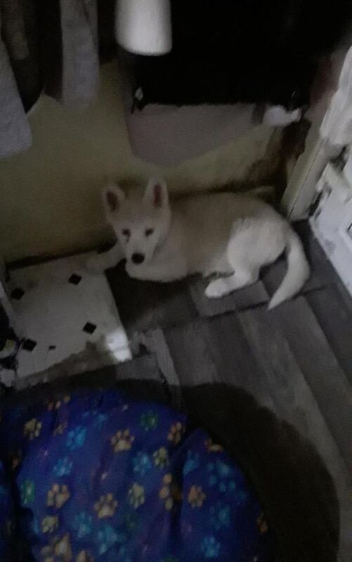 Siberian Husky puppies for sale in Bradford, West Yorkshire – 3 months old