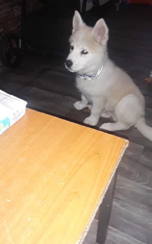 Siberian Husky puppies for sale in Bradford, West Yorkshire â 3 months old - Image 2 of 2