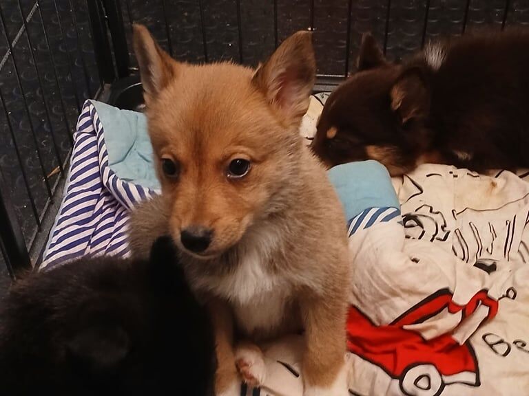 Siberian Husky puppies for sale in Brechin, Angus – 8 weeks old