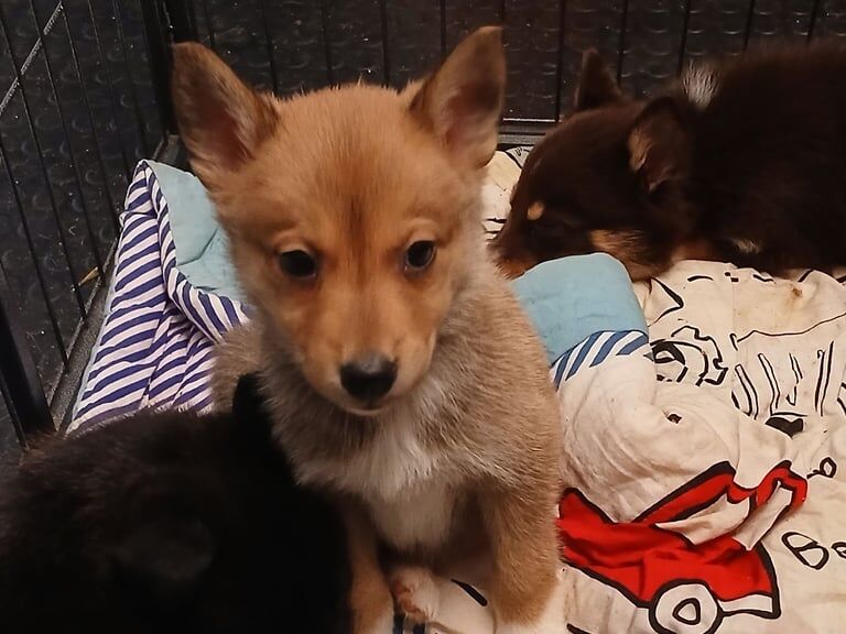 Siberian Husky puppies for sale in Brechin, Angus – 8 weeks old - Image 2 of 3