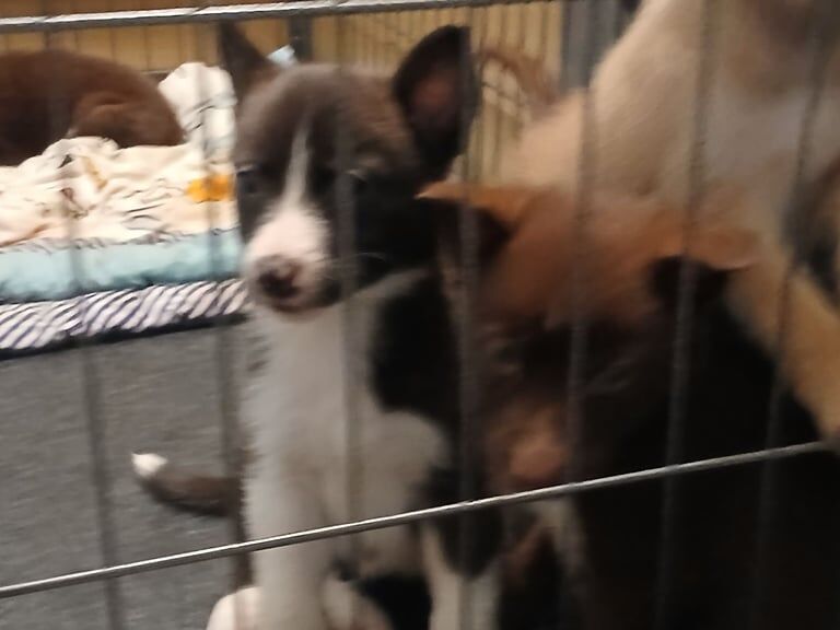 Siberian Husky puppies for sale in Brechin, Angus – 8 weeks old - Image 3 of 3