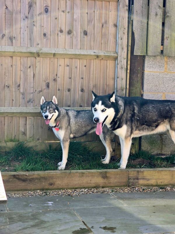 Siberian Husky puppies for sale in Dorking, Surrey – 6 weeks old