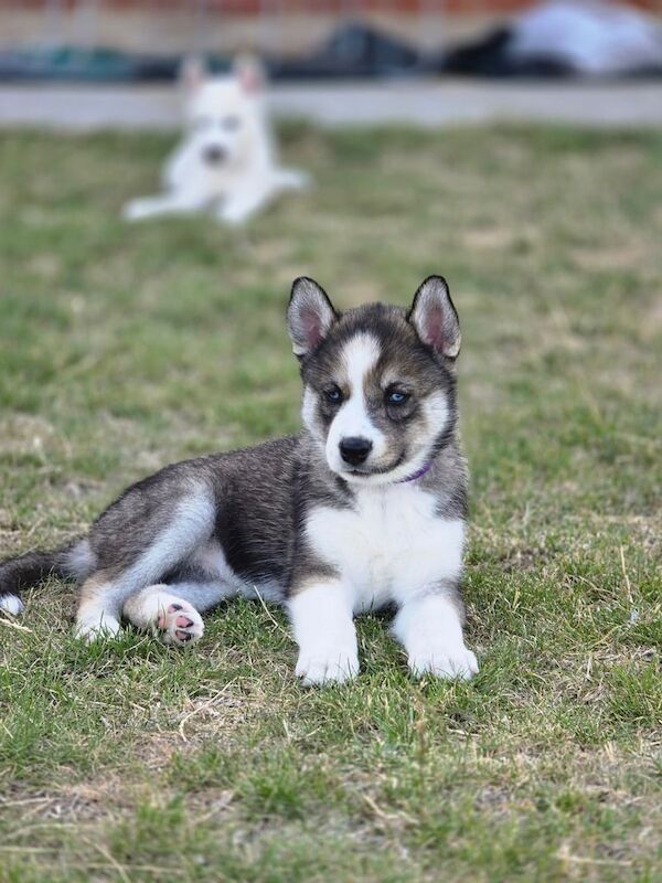 Siberian Husky puppies for sale in Dorking, Surrey – 6 weeks old - Image 2 of 3