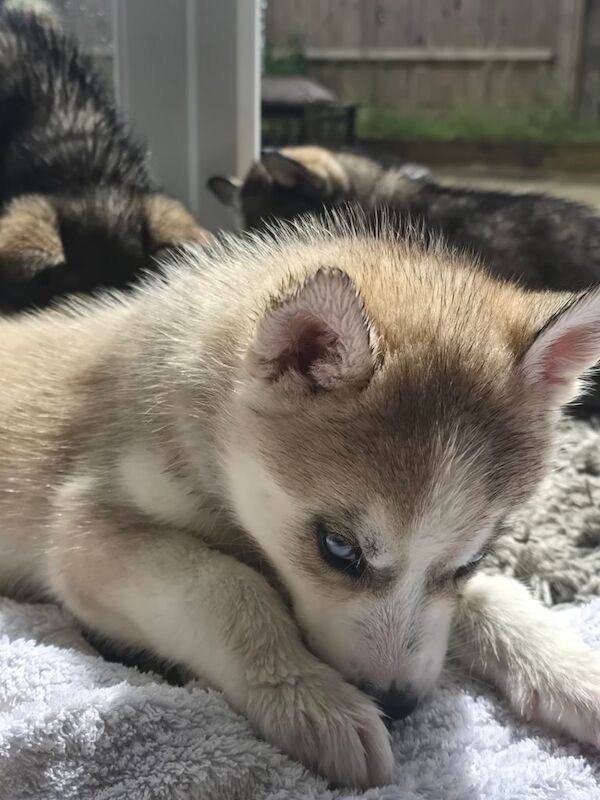Siberian Husky puppies for sale in Dorking, Surrey – 6 weeks old - Image 3 of 3