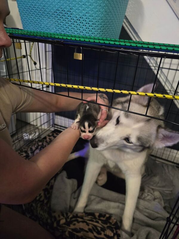 Siberian Husky puppies for sale in Hornchurch, Greater London – 3 days old