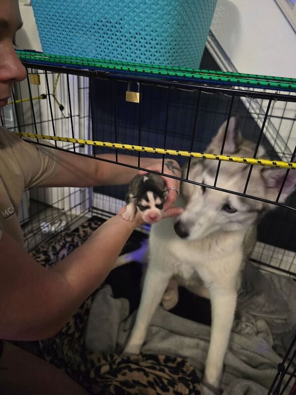 Siberian Husky puppies for sale in Hornchurch, Greater London – 8 weeks old - Image 2 of 4