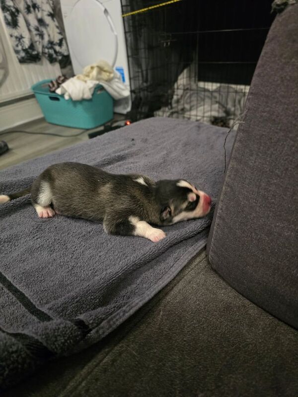 Siberian Husky puppies for sale in Hornchurch, Greater London – 8 weeks old - Image 3 of 4