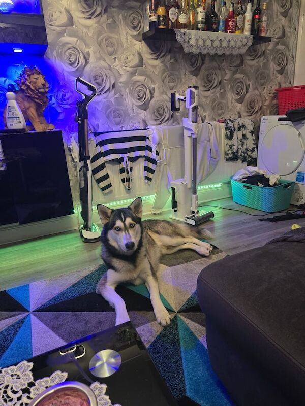 Siberian Husky puppies for sale in Hornchurch, Greater London – 8 weeks old - Image 4 of 4