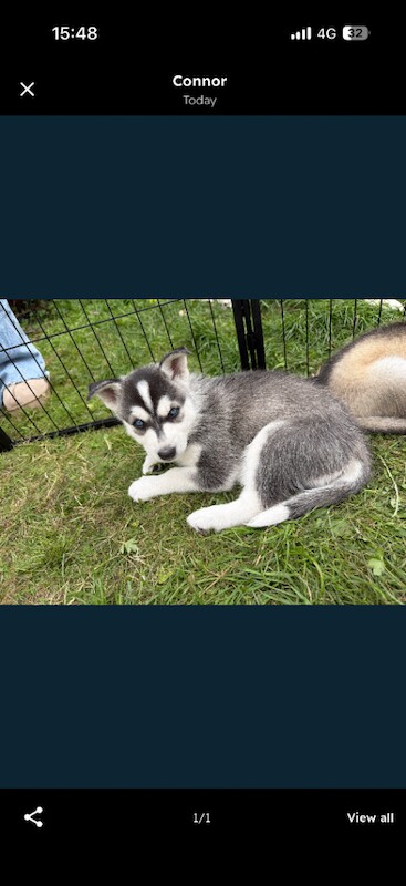 Only 2 female Left first 2 Siberian Husky x Northern Inuit Puppies – 4 Girls & 1 Boy