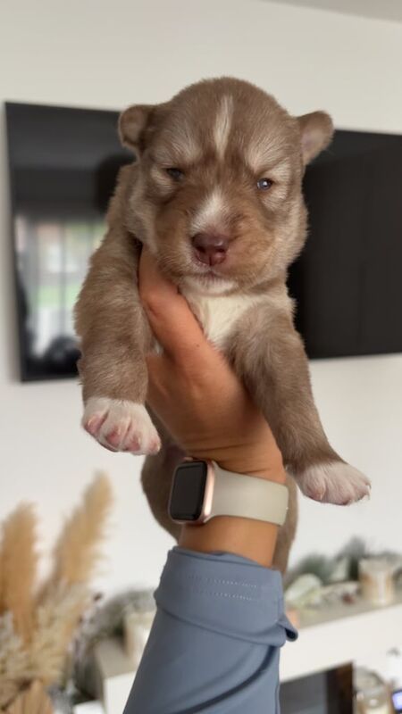 Siberian Husky puppies for sale in St Helens, Merseyside – 2 weeks old - Image 2 of 3