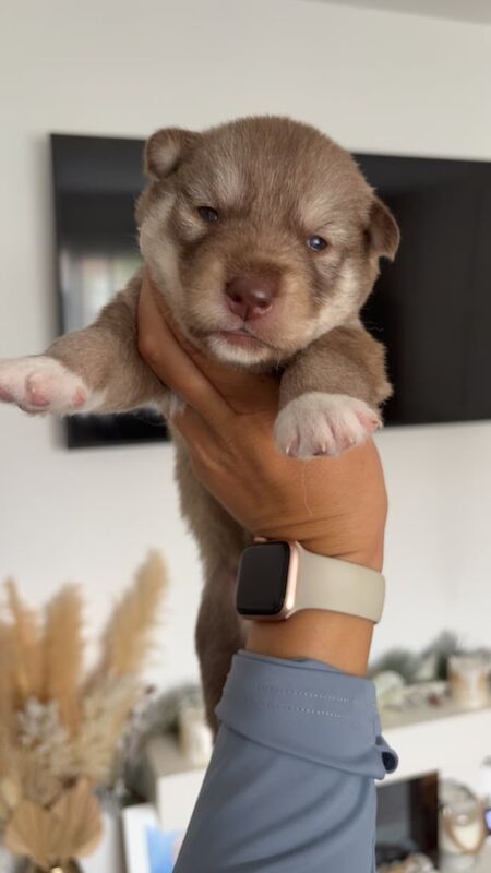 Siberian Husky puppies for sale in St Helens, Merseyside – 2 weeks old - Image 3 of 3