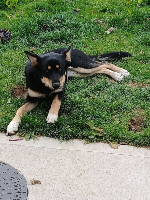 Siberian Husky puppies for sale in Newry, County Armagh – 5 months old