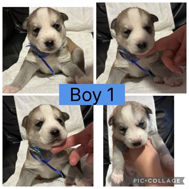 Siberian Husky puppies for sale in Heathrow, London – 7 weeks old