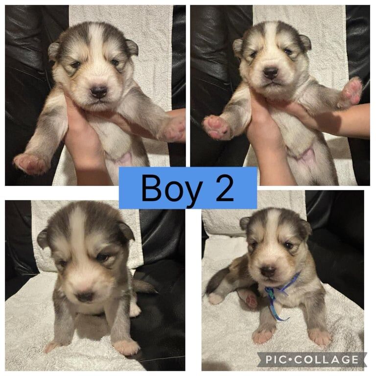 Siberian Husky puppies for sale in Heathrow, London – 7 weeks old - Image 2 of 4