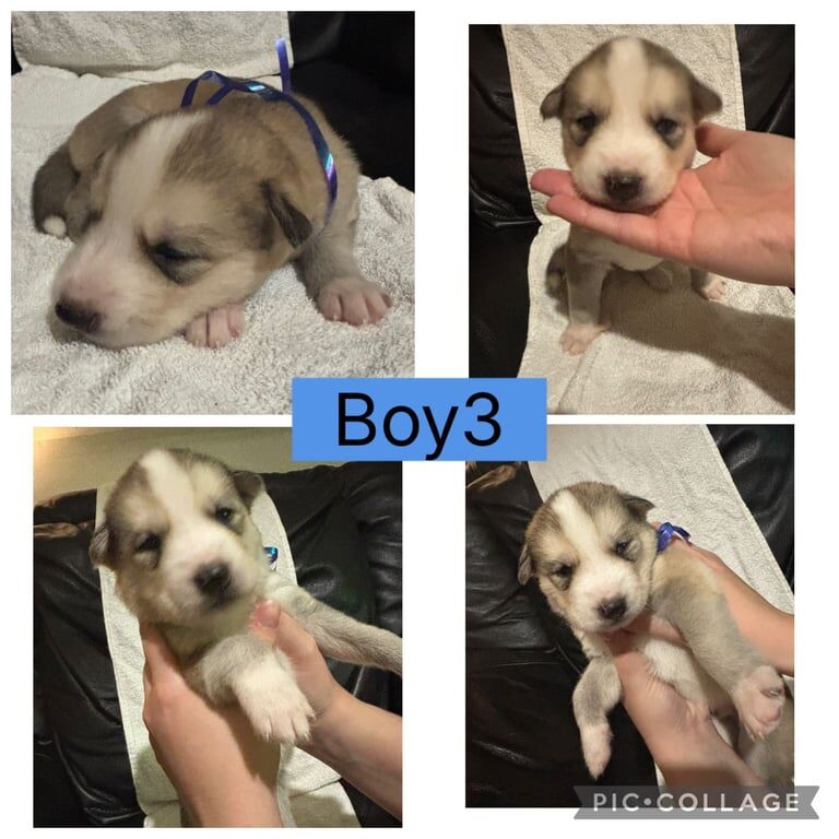 Siberian Husky puppies for sale in Heathrow, London – 7 weeks old - Image 3 of 4