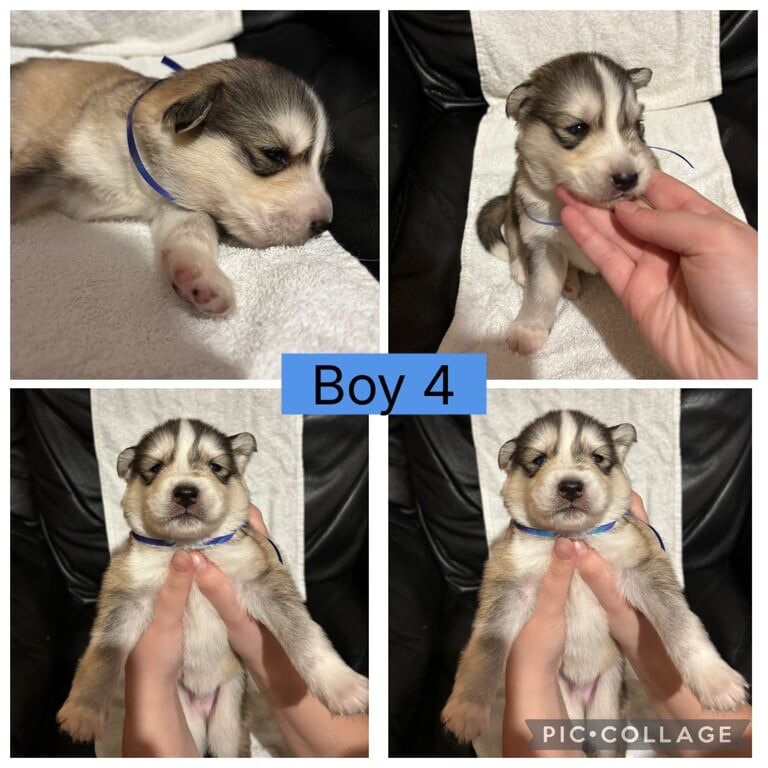 Siberian Husky puppies for sale in Heathrow, London – 7 weeks old - Image 4 of 4