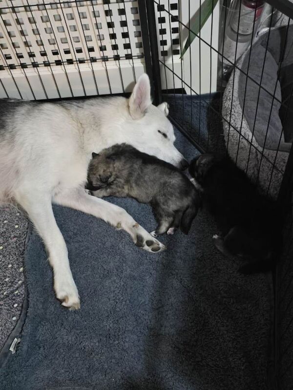 Siberian Husky puppies for sale in Norbury, Greater London – 5 weeks old