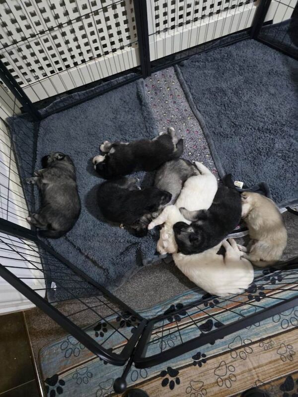 Siberian Husky puppies for sale in Norbury, London – 8 weeks old - Image 3 of 5