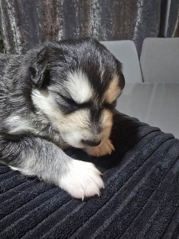 Siberian Husky puppies for sale in Norbury, London – 8 weeks old - Image 4 of 5