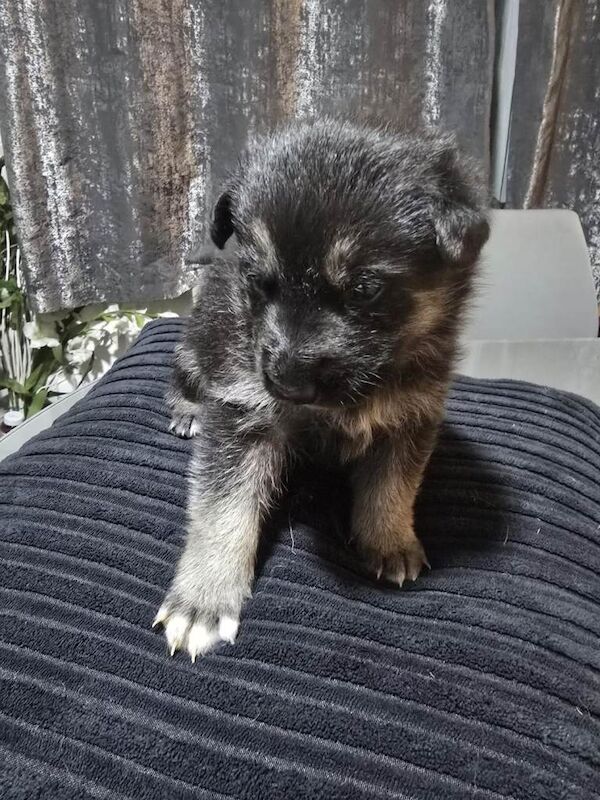 Siberian Husky puppies for sale in Norbury, London – 8 weeks old - Image 5 of 5