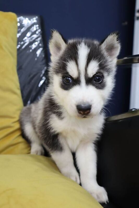 Husky Puppies For Sale