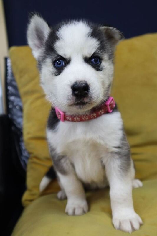 Pure 7 Siberian Husky puppies - Image 2 of 6