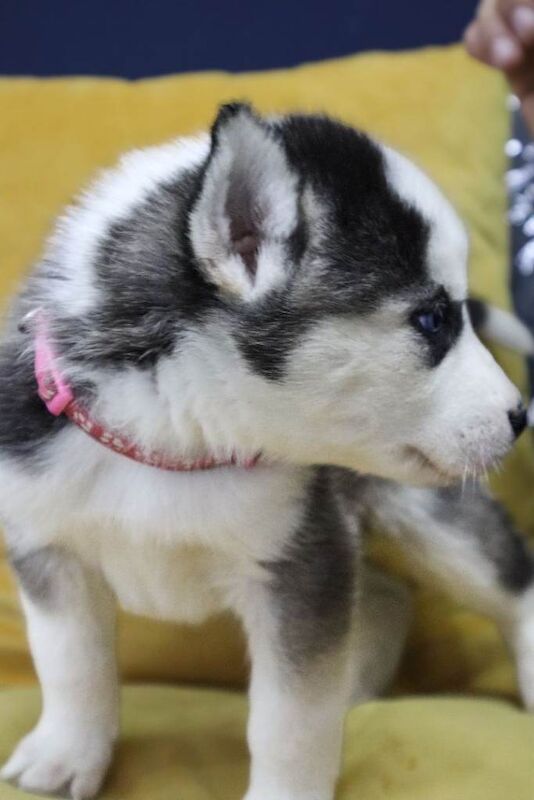 Pure 7 Siberian Husky puppies - Image 3 of 6