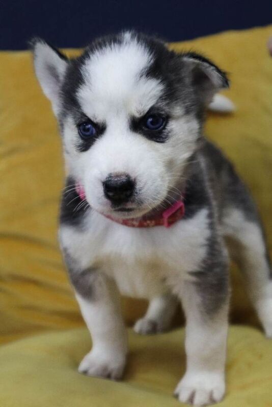 Pure 7 Siberian Husky puppies - Image 4 of 6