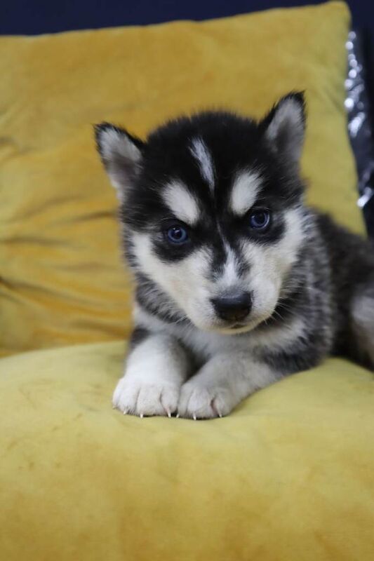 Pure 7 Siberian Husky puppies - Image 5 of 6