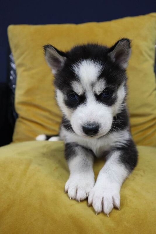 Pure 7 Siberian Husky puppies - Image 6 of 6