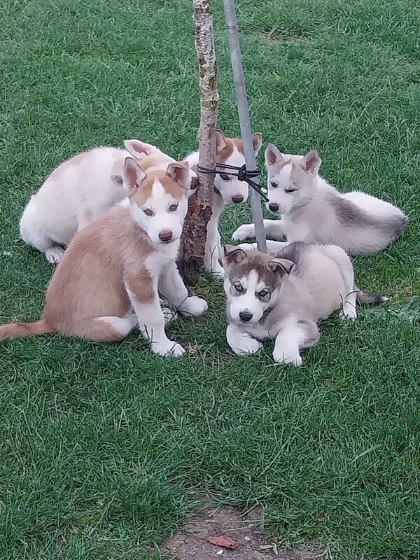 Pure siberian husky puppies for sale in Ramsey, Cambridgeshire