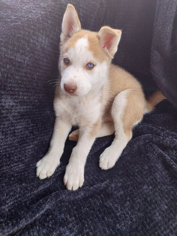 Pure siberian husky puppies for sale in Ramsey, Cambridgeshire | Image 2