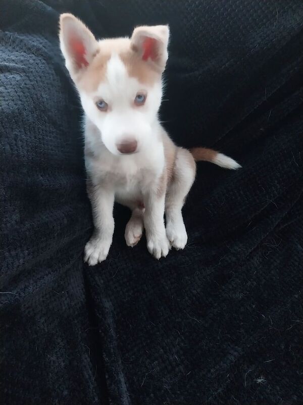 Pure siberian husky puppies for sale in Ramsey, Cambridgeshire | Image 3