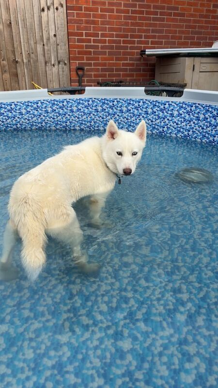 Siberian Husky puppies for sale in Red Lodge, Suffolk – 1 year old