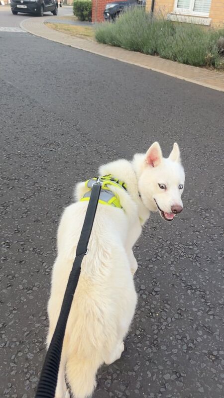 Siberian Husky puppies for sale in Red Lodge, Suffolk – 1 year old - Image 2 of 3