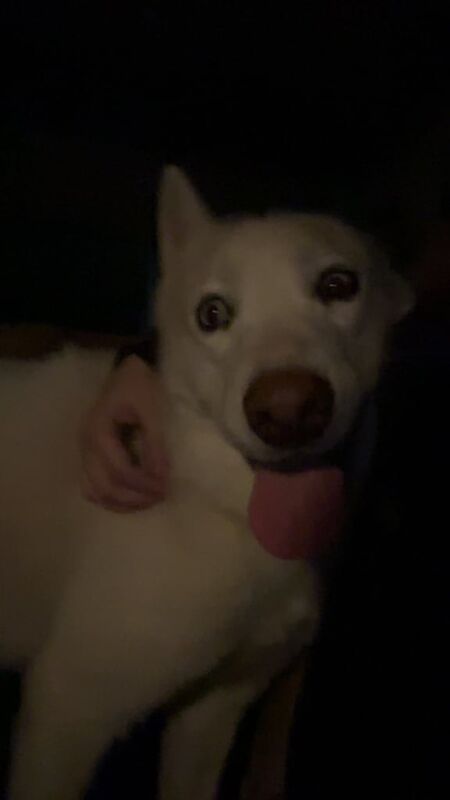 Siberian Husky puppies for sale in Red Lodge, Suffolk – 1 year old - Image 3 of 3