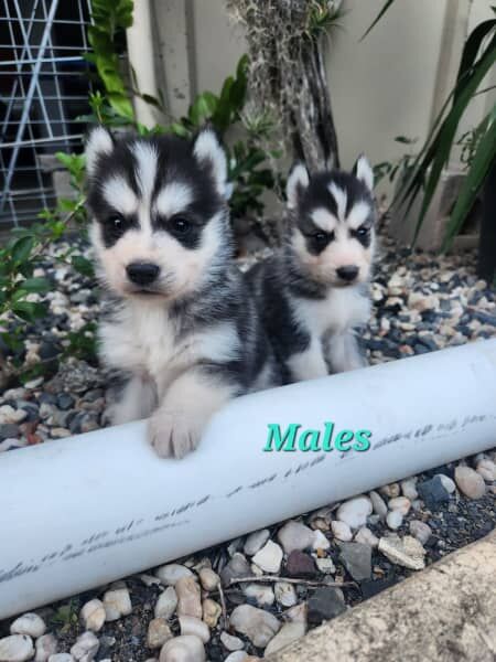 Purebred Siberian Husky Pups for sale in Desborough, Northamptonshire | Image 2