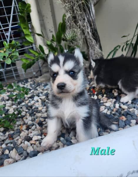 Purebred Siberian Husky Pups for sale in Desborough, Northamptonshire | Image 3